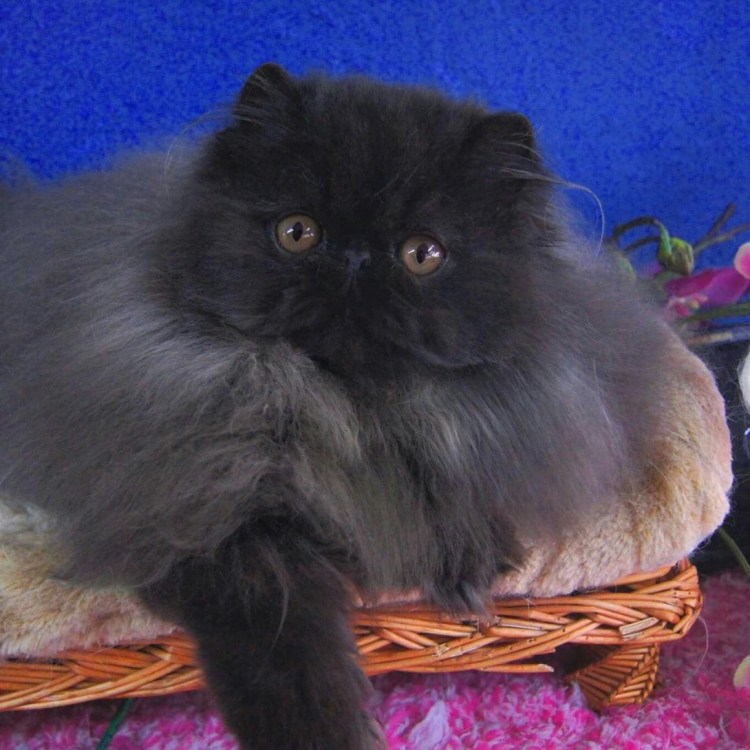 Экзот экстремал длинношерстный