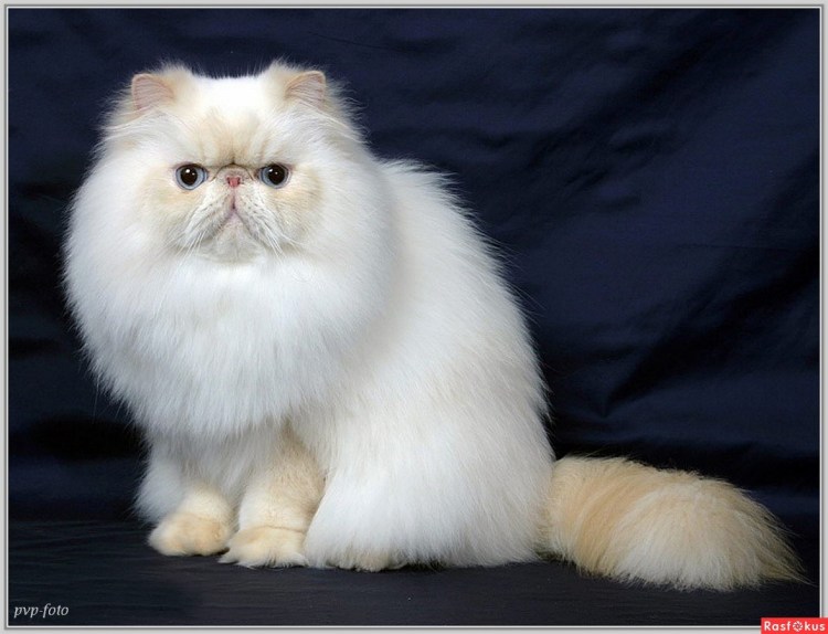 Порода персидский экстремал кошка
