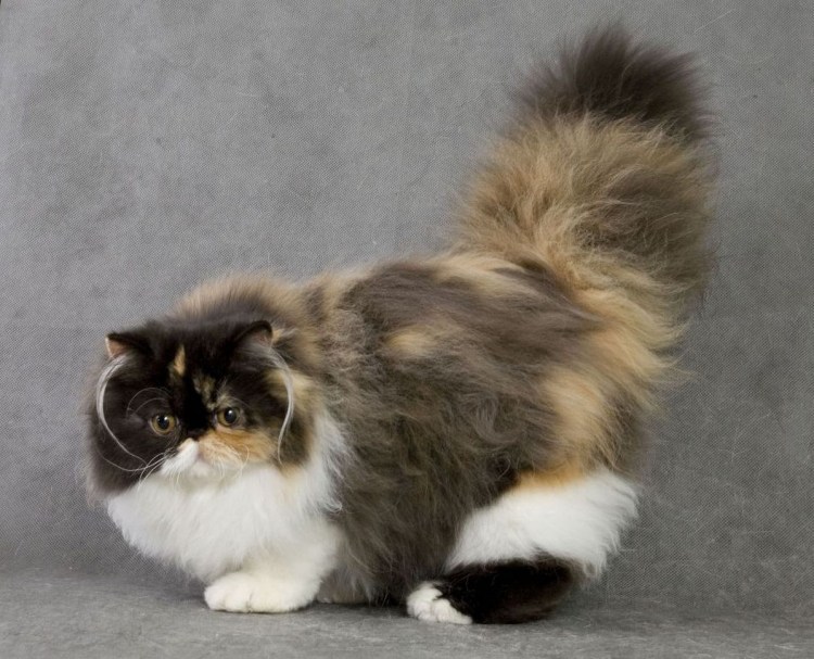 Персидская длинношерстная кошка