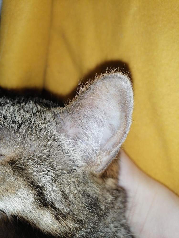 Отодектоз ушная чесотка у кошек