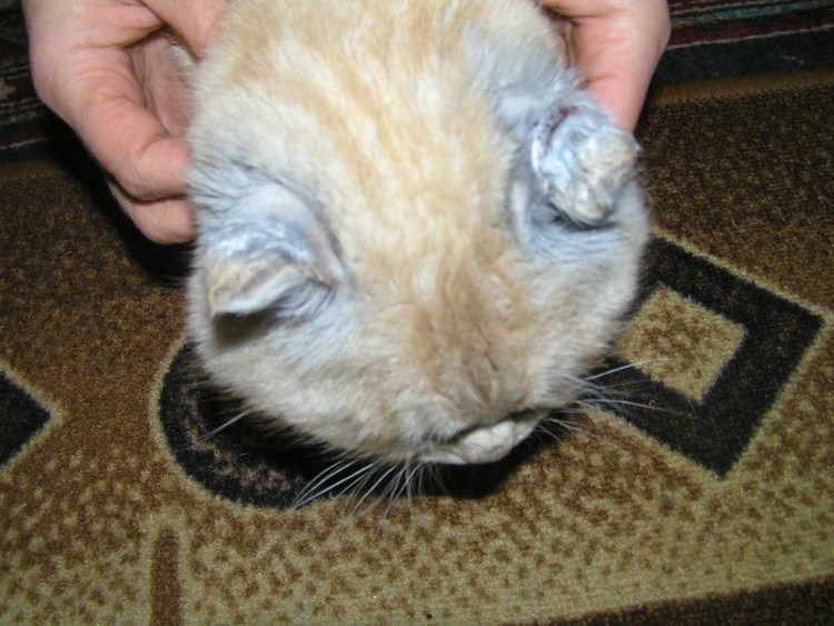 Ветеринария кошки