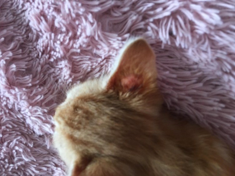 Кошачьи уши