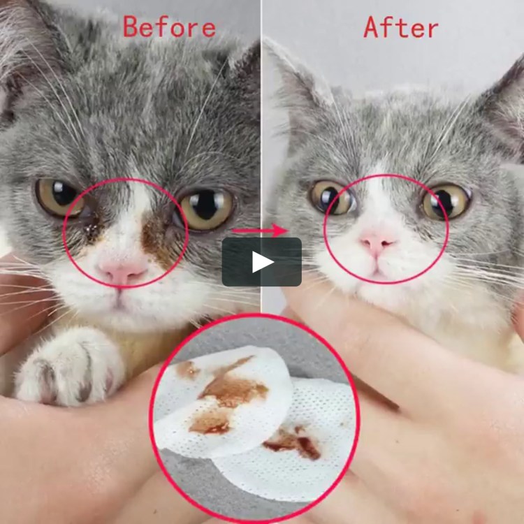 Выделения из ушей у кота