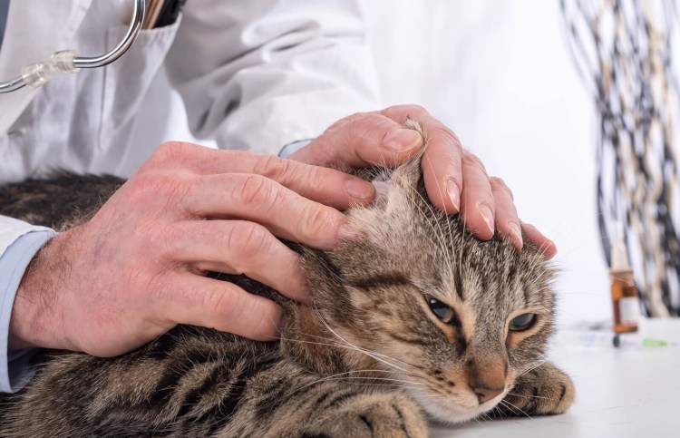 Кот чешет за ухом