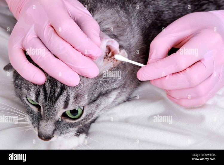 Воспаленные уши у кошки