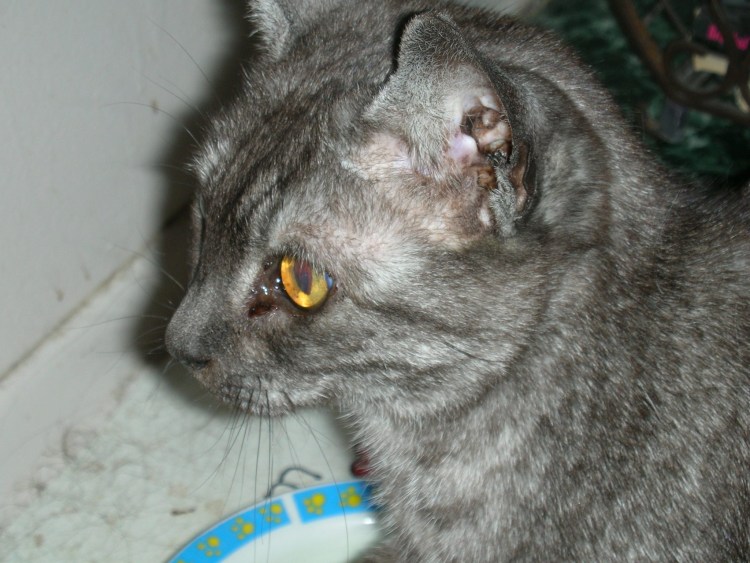 Как чистить уши коту хлоргексидином