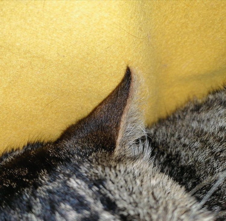 В ухе у собаки чёрная отодектоз