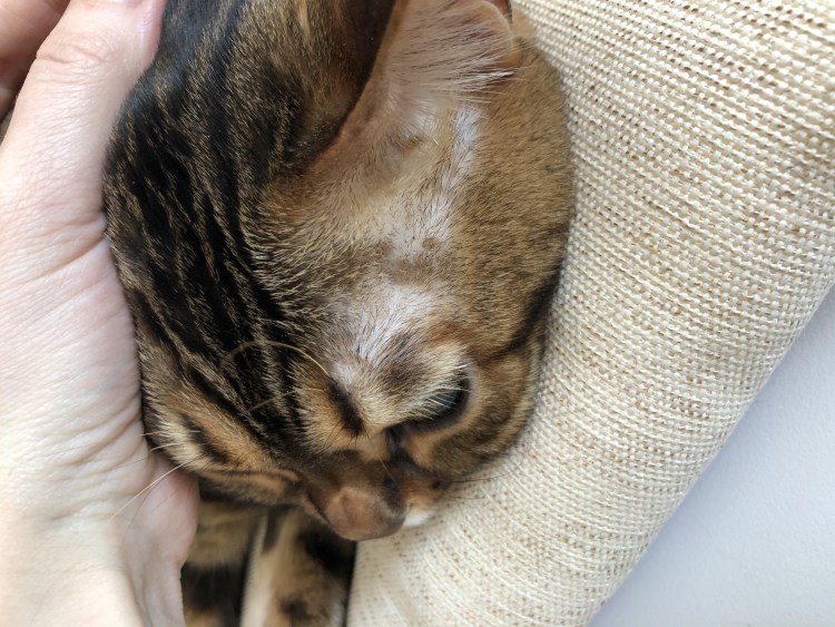 Как почистить уши котенку в домашних условиях