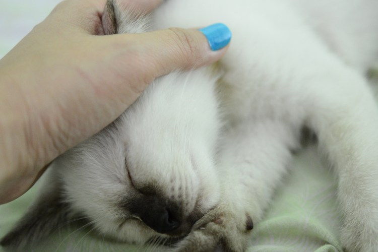 Лечебный кот