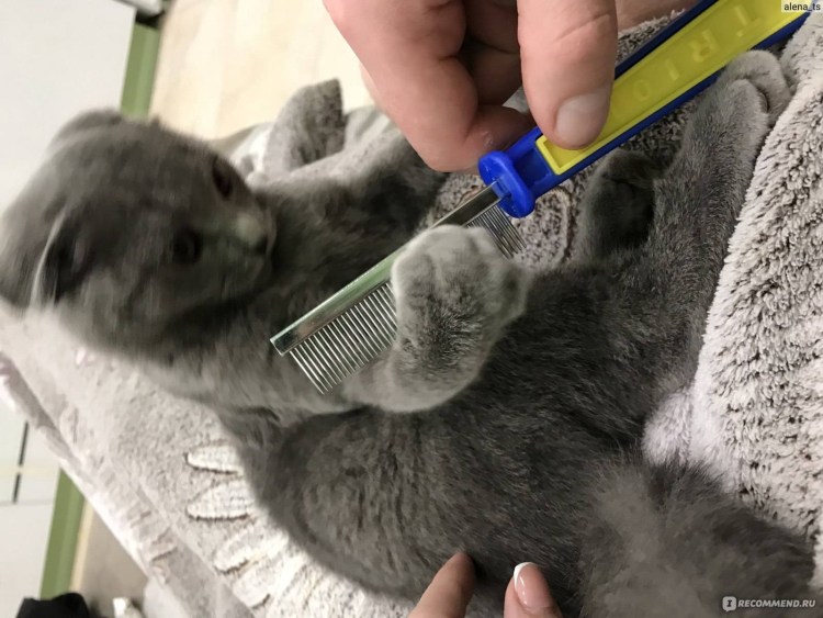 Кошачий стригущий лишай