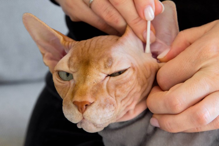 Инфекции ушей кошек симптомы