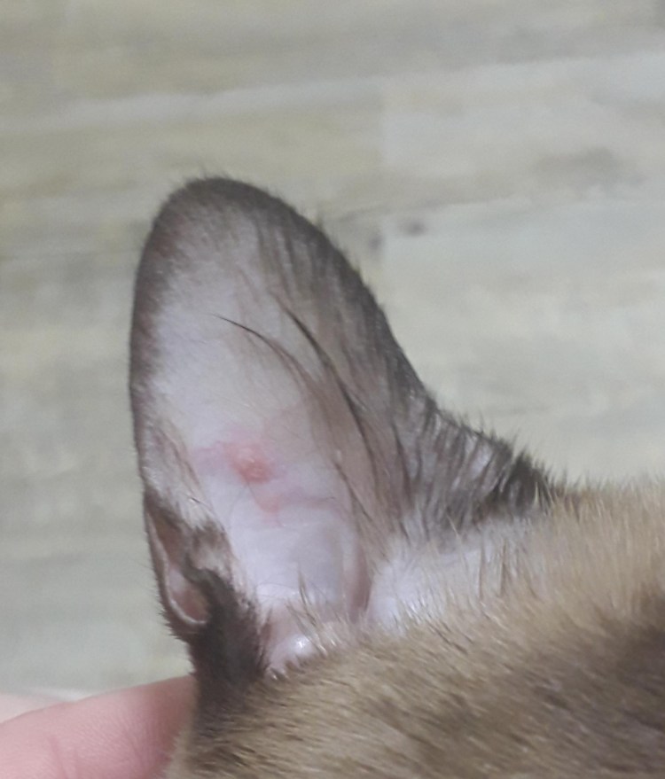 Осмотр ушей кошке красивая картинка