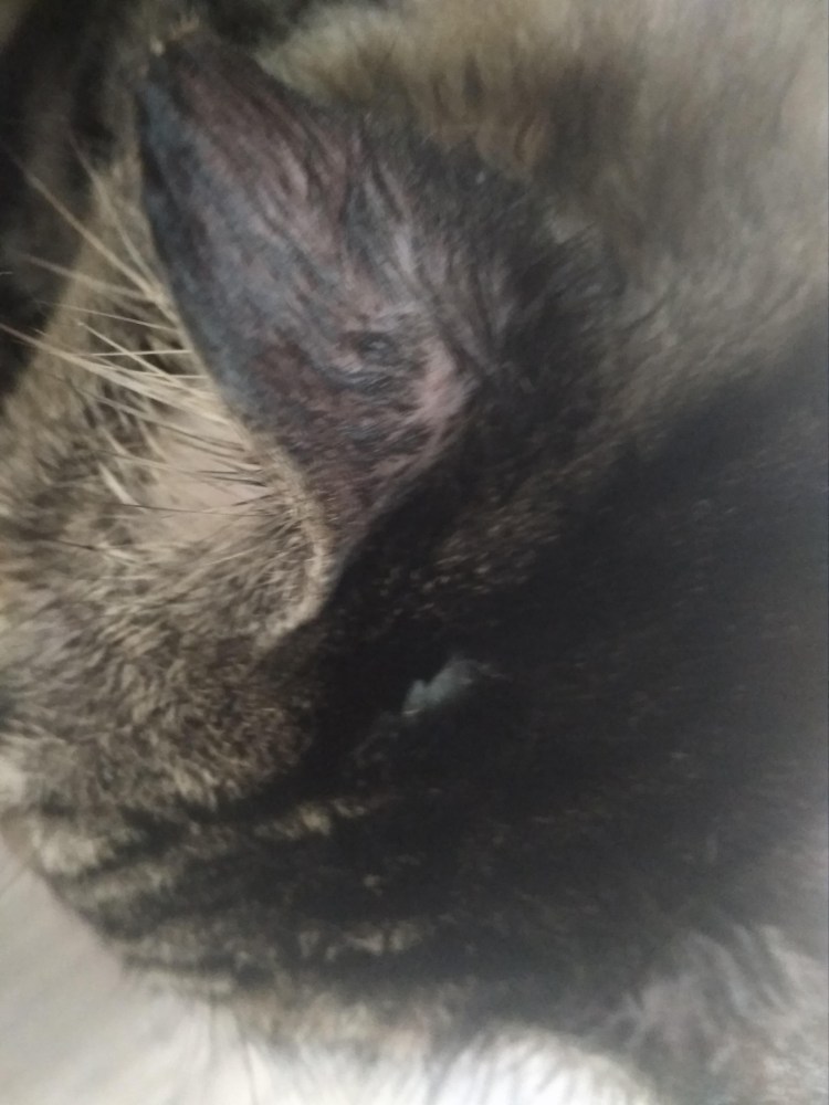 Попа котенка