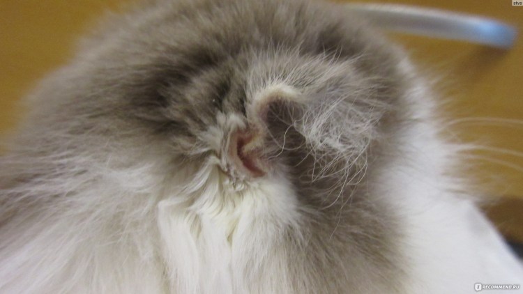 Как почистить уши коту