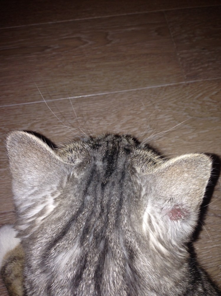 Котенок с хвостиком на голове