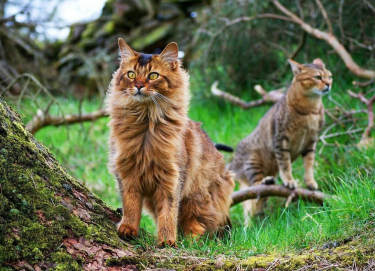 Бельгийский Лесной кот