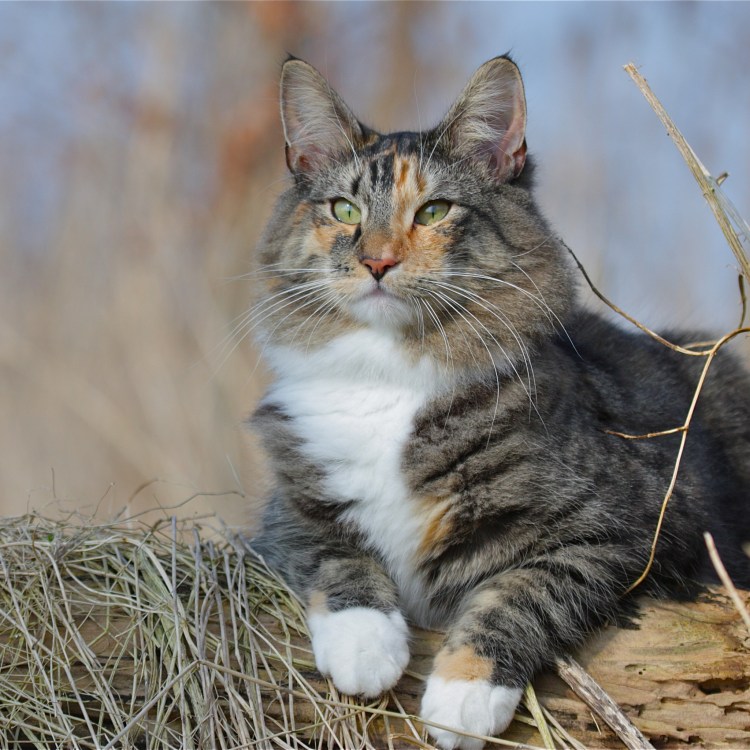 Skogkatt - Норвежская Лесная кошка.