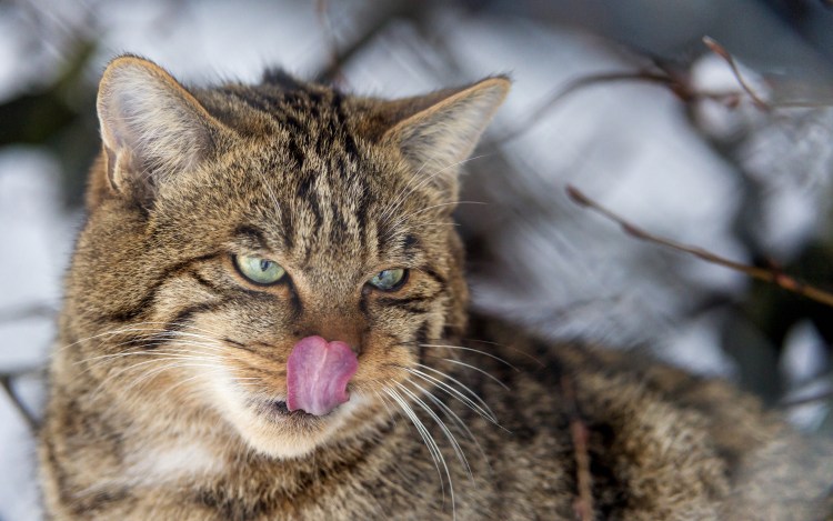 Норвежская Лесная кошка Фрейя