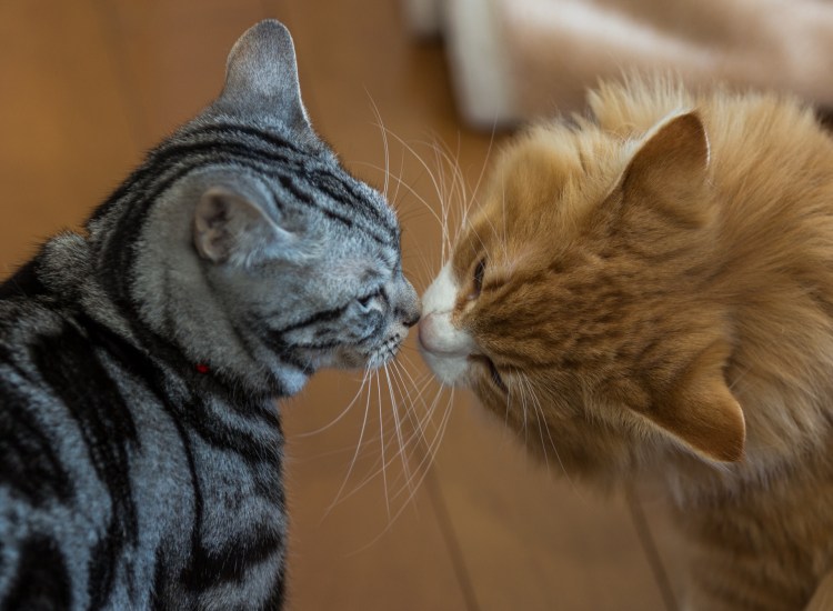 Котики целуются