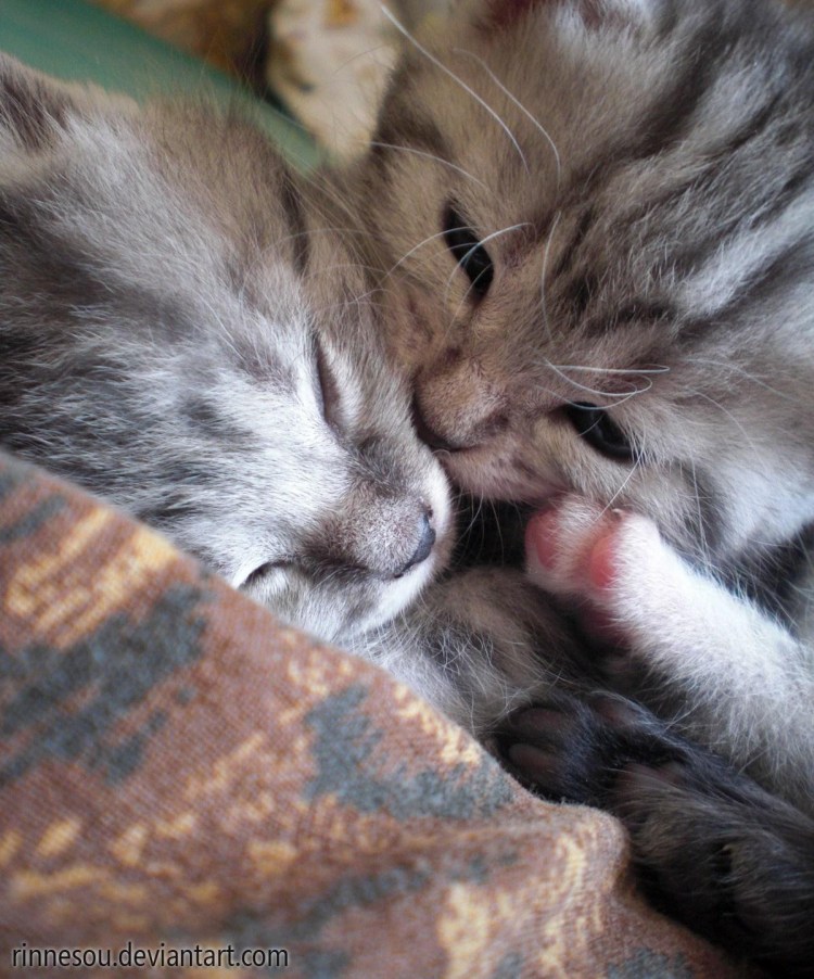 Котики обнимаются