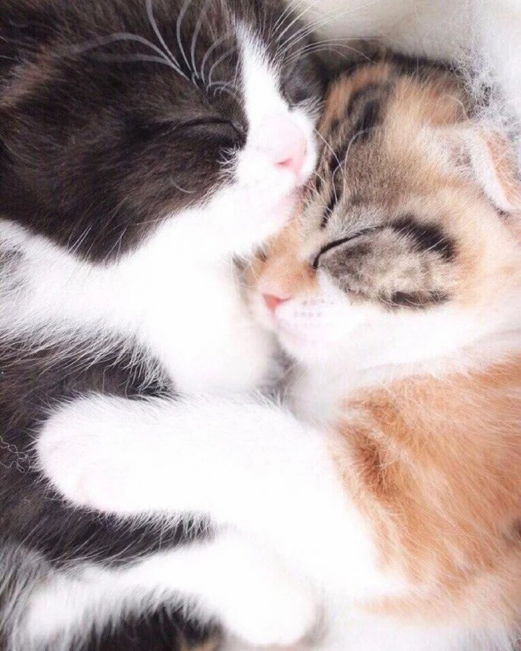 Котики целуются