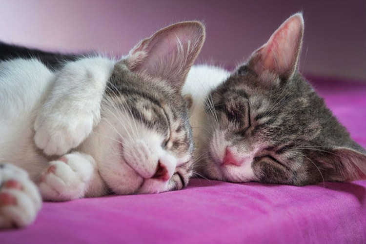 Котята в обнимку