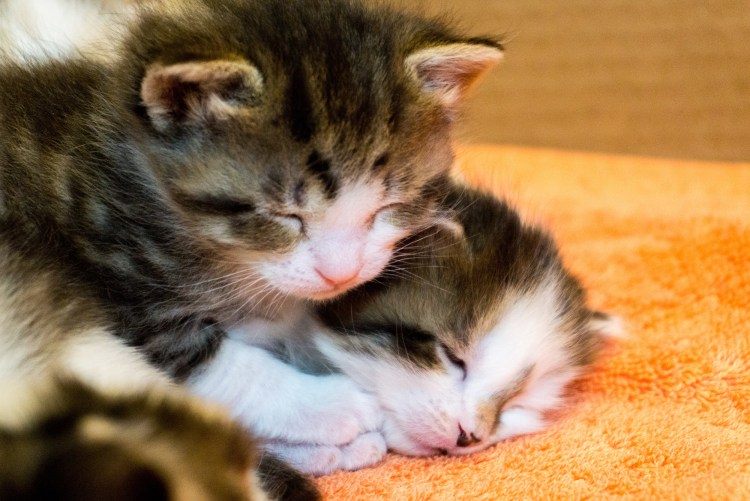 Поцелуй кошек