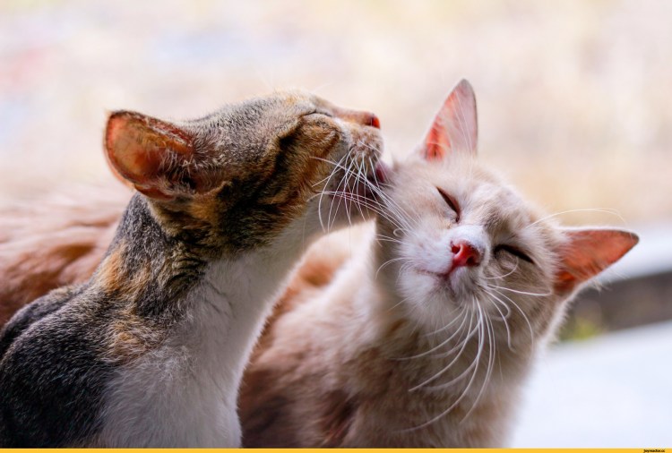 Объятия котят