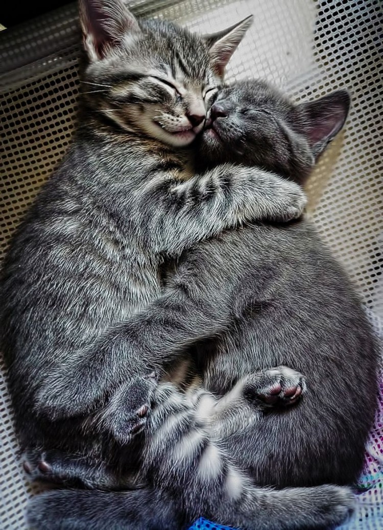 Котята обнимаются