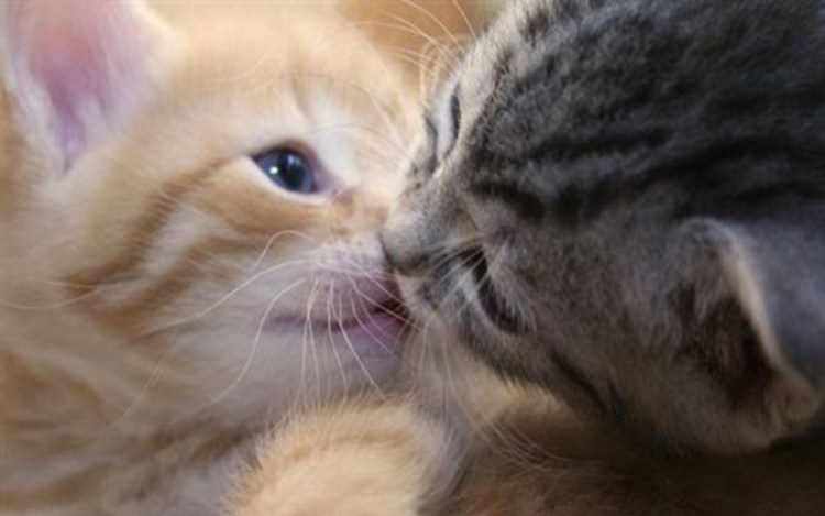 Влюбленные котики