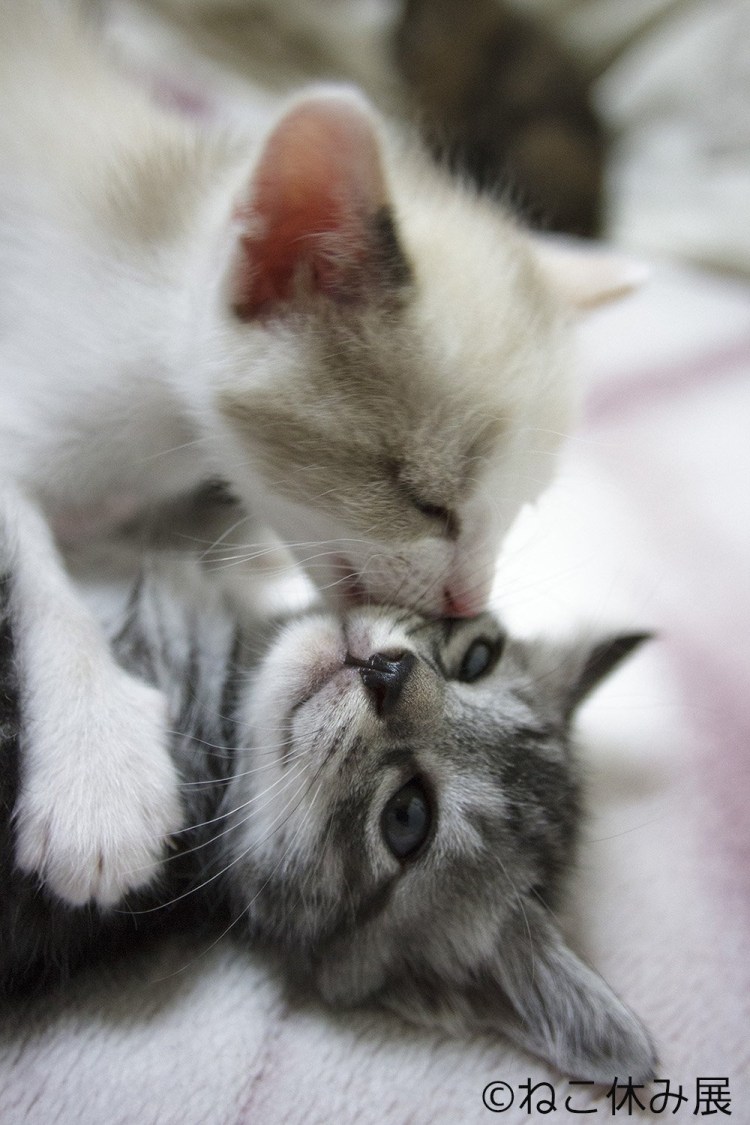 Поцелуй кошек