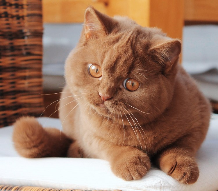 Британский короткошерстный кот коричневый