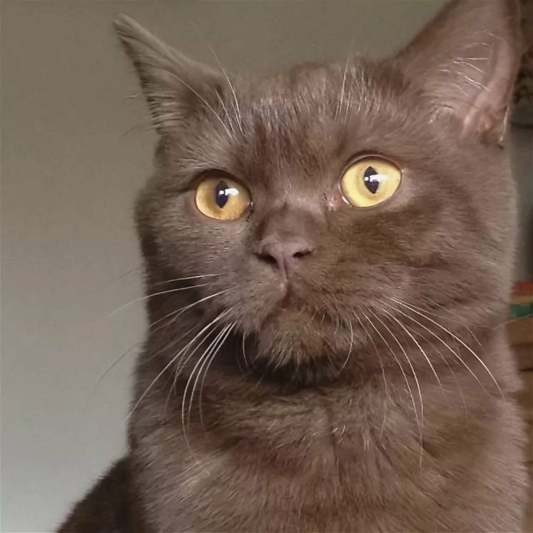 Шоколадный британец экзот