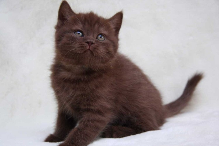 Британская короткошёрстная кошка циннамон