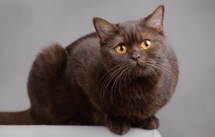 Британский кот циннамон