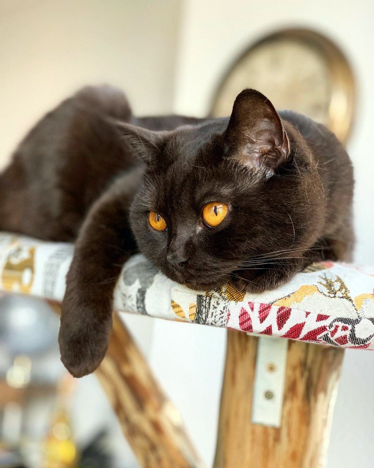 Шоколадный британец котенок