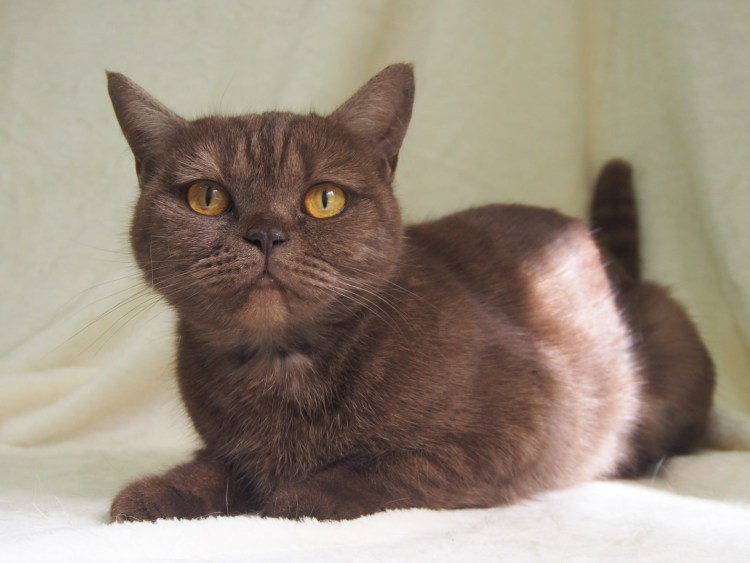 Циннамон экзот