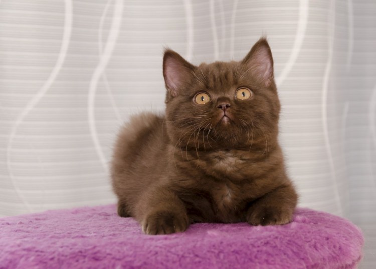 Британская кошка циннамон шоколад