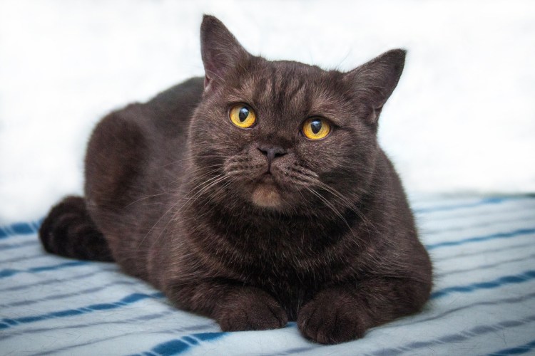 Шоколадный британец кот