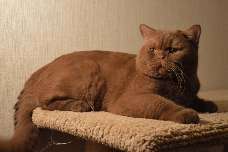 Йоркская шоколадная кошка короткошерстная