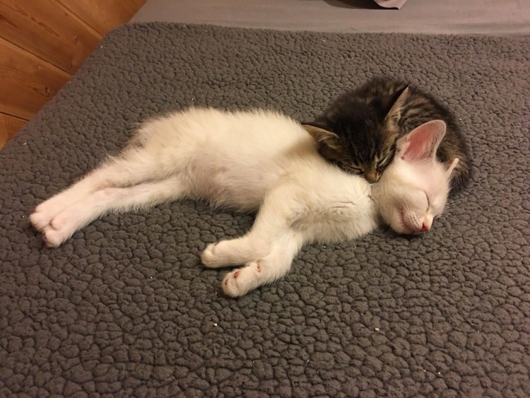 Котенок засыпает