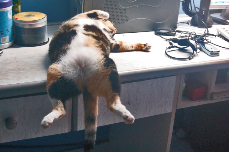 Кот объелся и спит