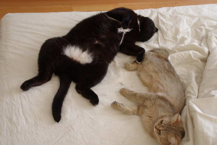 Котенок со слезами