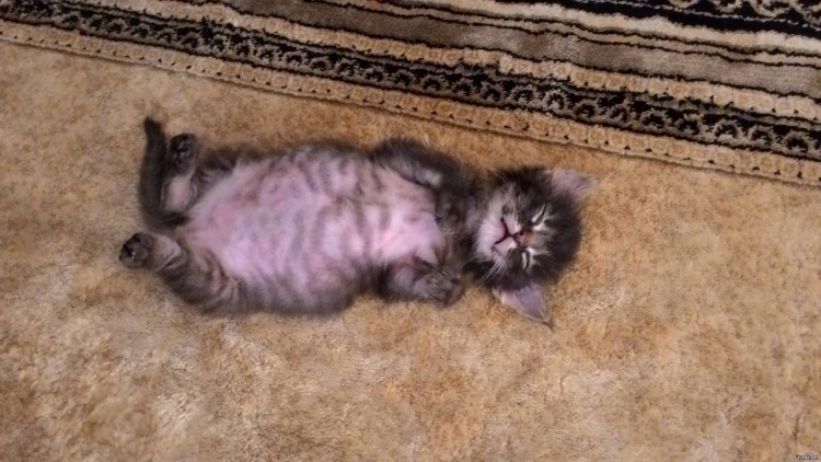 Кот лежит раскинув лапы