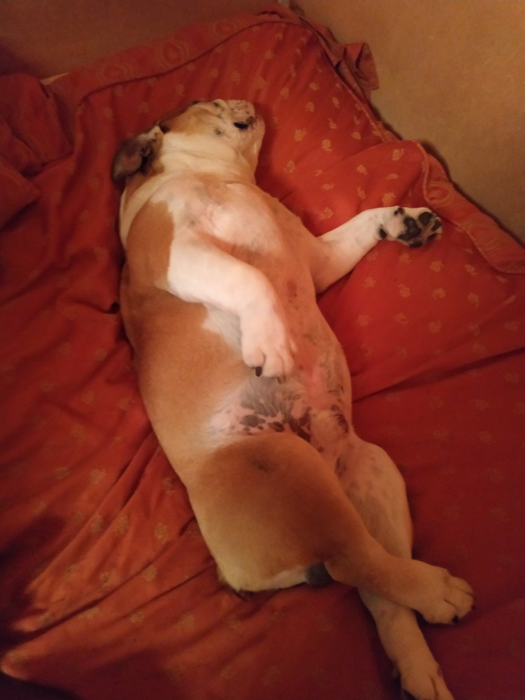 Черная кошка приносит неудачу