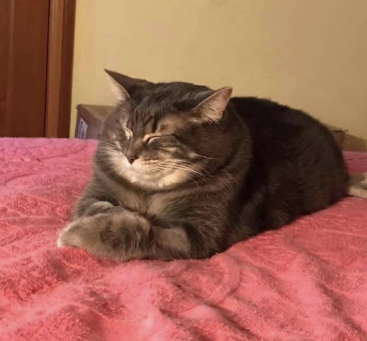 Коты в Отрубе фото