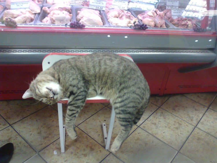 Маленький котенок Мем