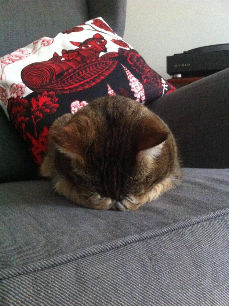 Коты просыпаются