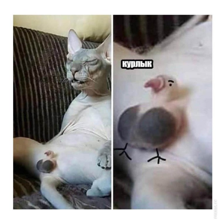 Мемы с котами и алкоголем