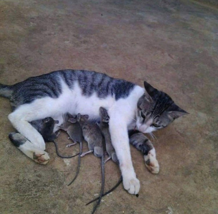 Спящий хорек